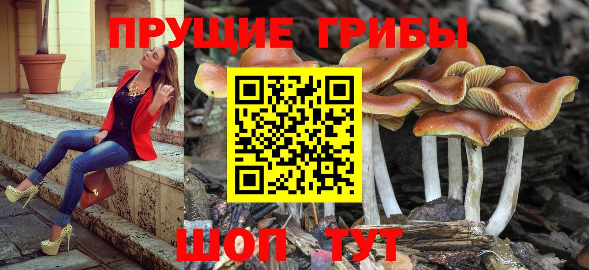 Псилоцибиновые грибы мицелий  Нурлат  наркота  Галлюциногенные грибы GOLDEN TEACHER 